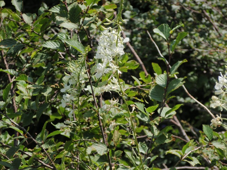 Chamaenerion (ex Epilobium) angustifolium var. album